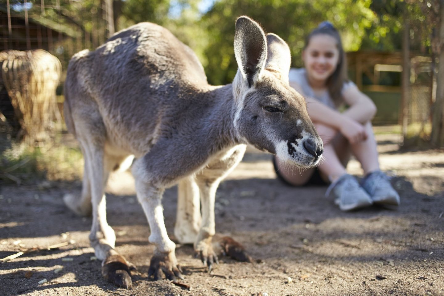 Kangaroo